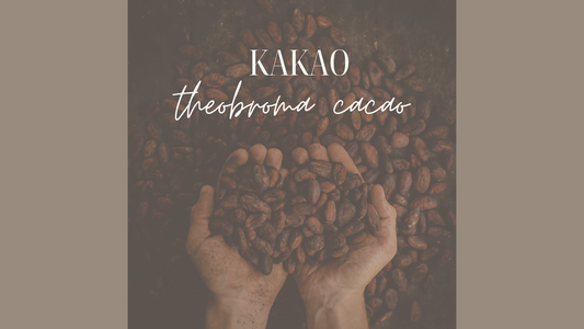 Kakao Theobroma Cacao