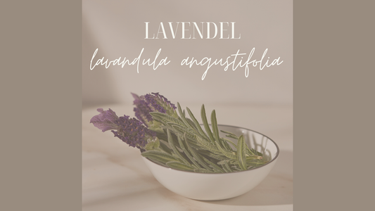 Lavendel