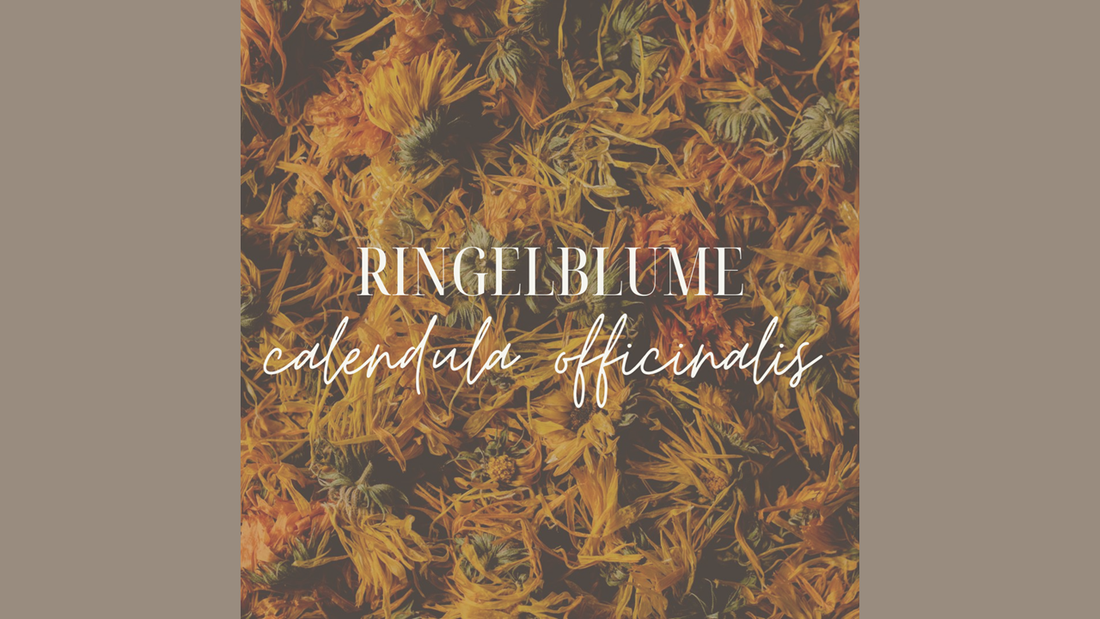 Ringelblume Calendula Officinalis